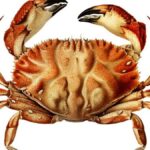 Crab Organ Crossword Clue